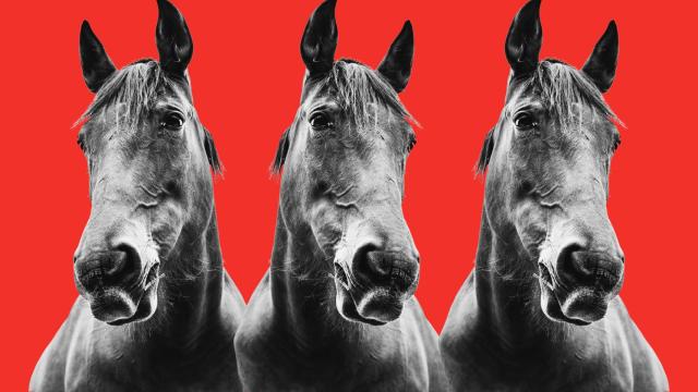 El primer caballo clonado del mundo nació en Italia en 2003.