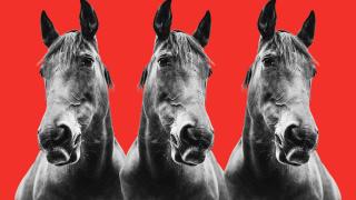 El primer caballo clonado del mundo nació en Italia en 2003.