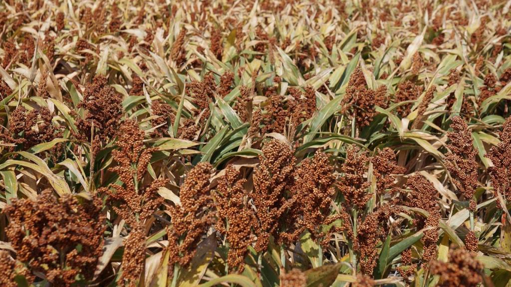 Grano de sorgo.