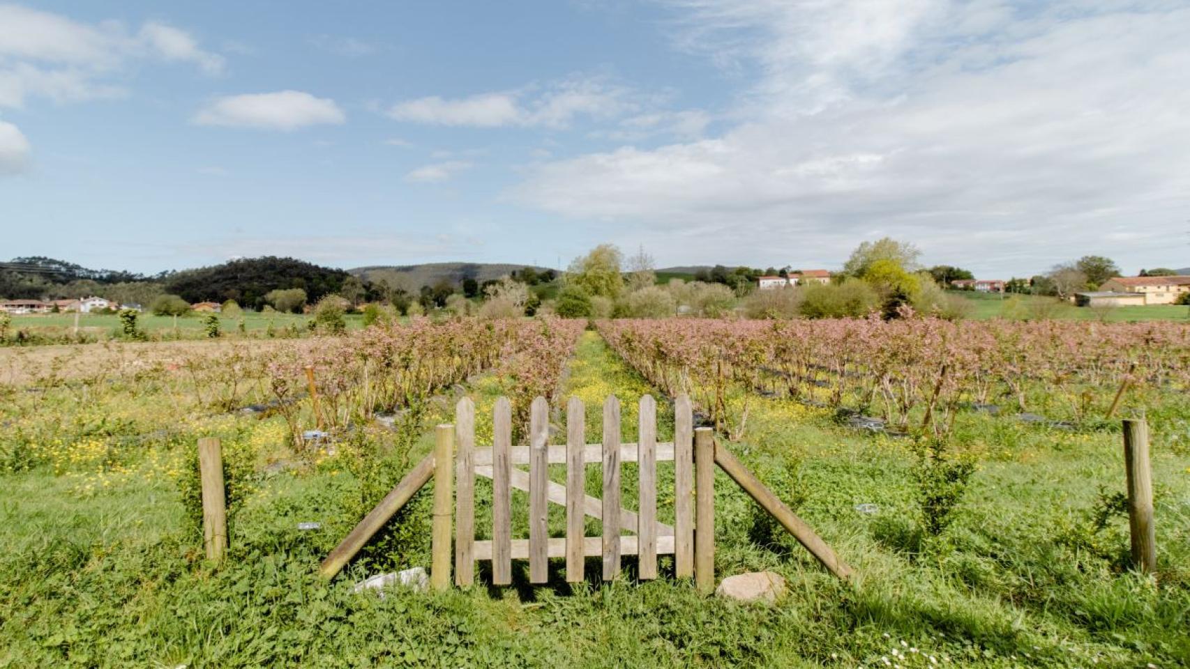 Viñedos