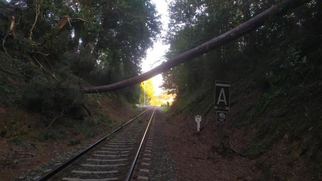 Árbol caído sobre la vía del tren en Cambre.