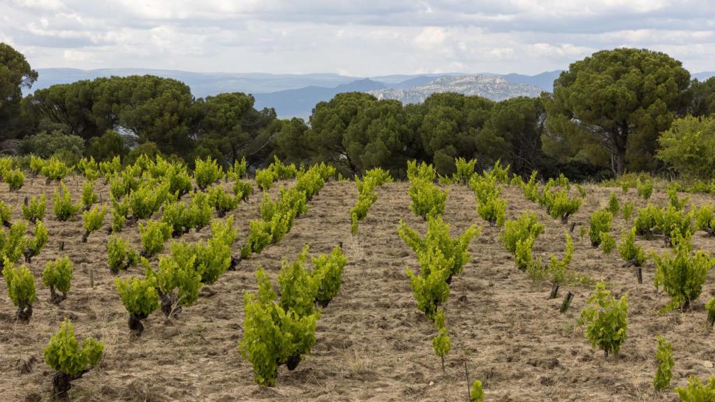 Viñedos en San Martín de Valdeiglesias.