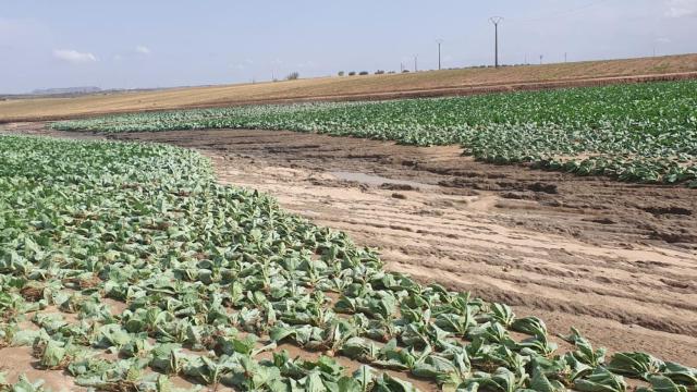 Daños de la DANA en la agricultura. Foto: Asaja.