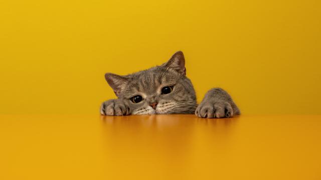 Imagen de archivo de un gato.