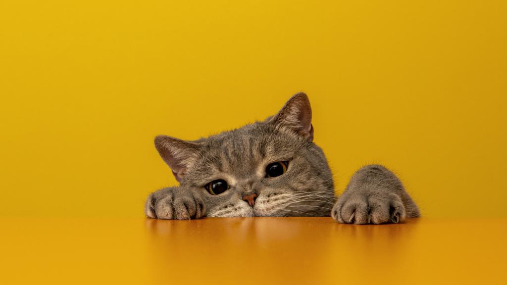 Imagen de archivo de un gato.