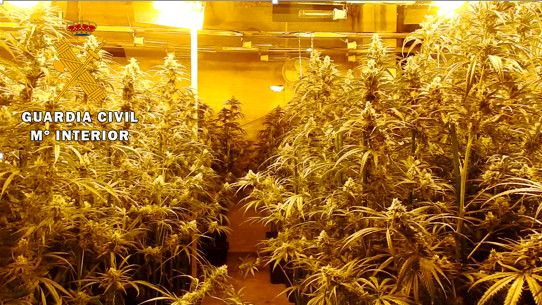 La plantación de marihuana en Fuente el Sol