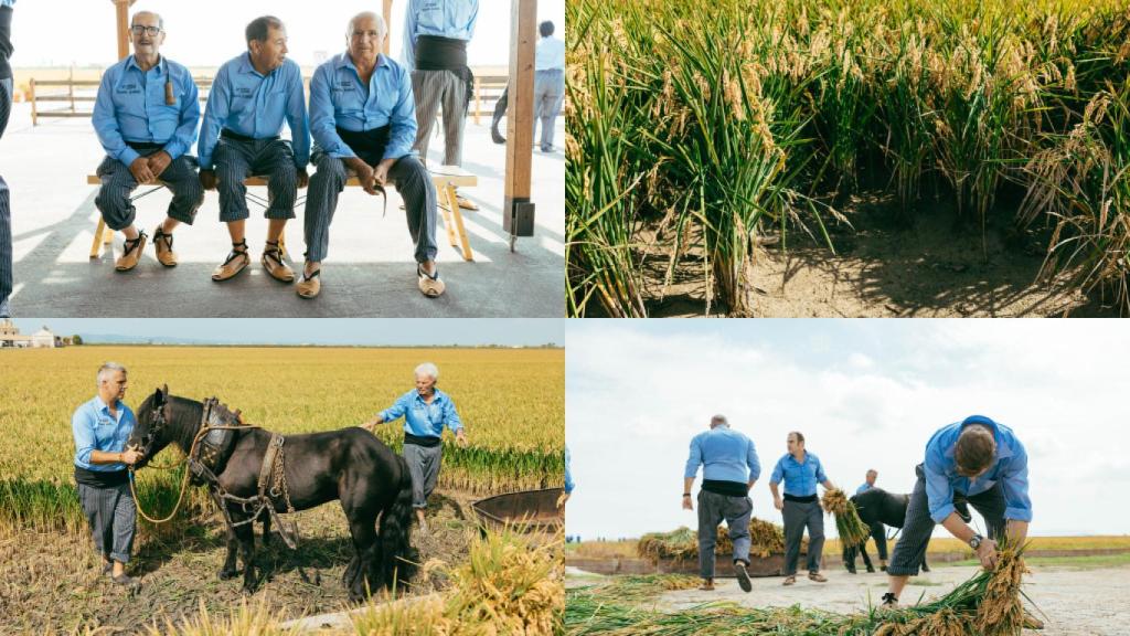 La siega del arroz en L'Albufera