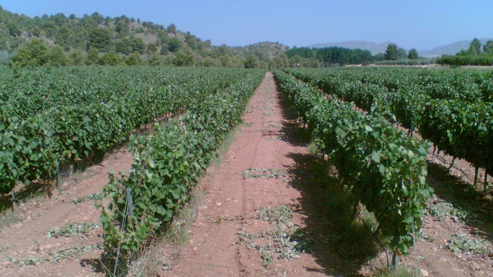Imagen de archivo. Foto: UPA.