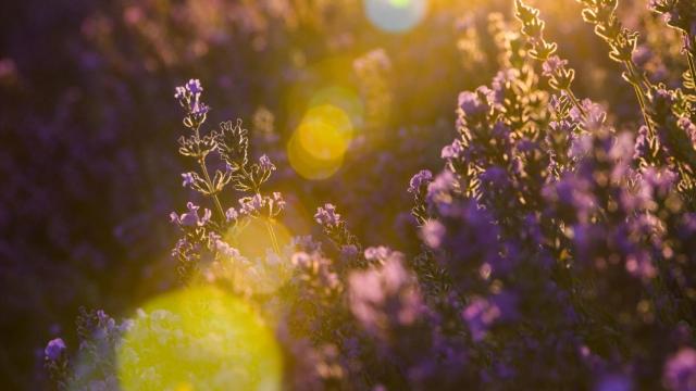 Un campo de lavanda, en Brihuega, Guadalajara, Castilla La-Mancha (España).
