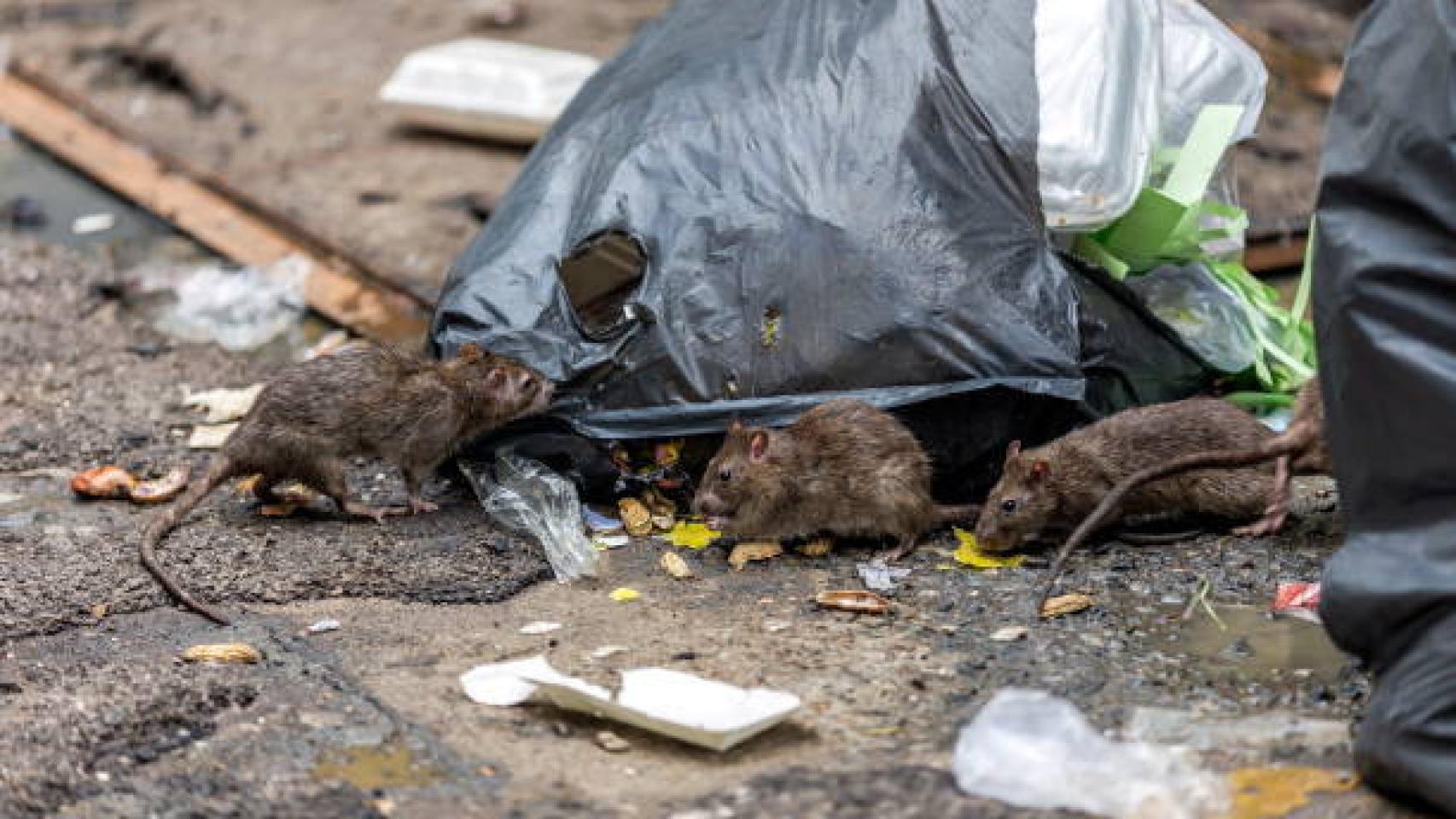 Varias ratas entre basura