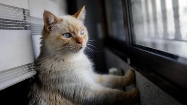 Un gato mira desde la ventana de una casa.
