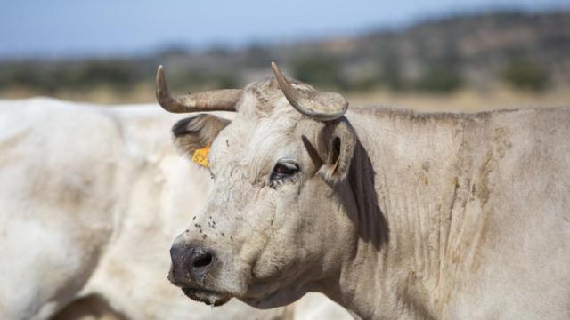 Una explotación ganadera de Castilla y León