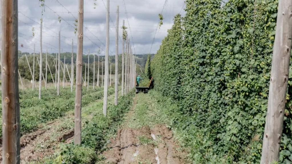 El “oro verde” leonés, de un pasado prometedor a un futuro incierto