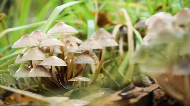 La búsqueda de setas, un otoñal y delicioso hobby en Galicia