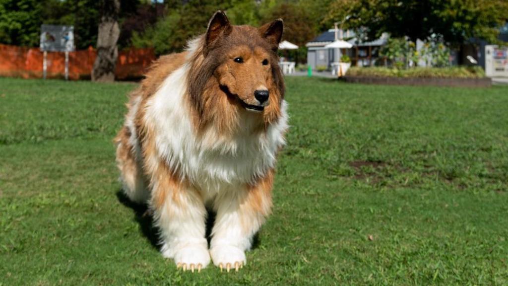 Toco, el hombre japonés que decidió transformarse en perro