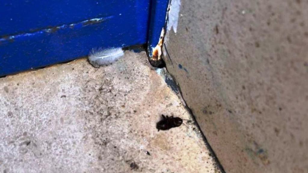 Una cucaracha muerta en el suelo de la escuela.