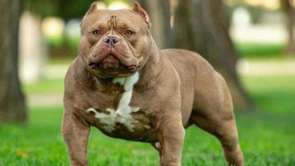 American bully