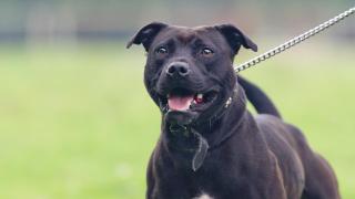 Tipos de razas de perros pitbull.