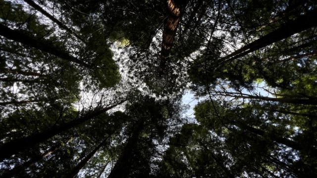 ¿Por qué hay un bosque de secuoyas en Cantabria? Te contamos el motivo y dónde se encuentra