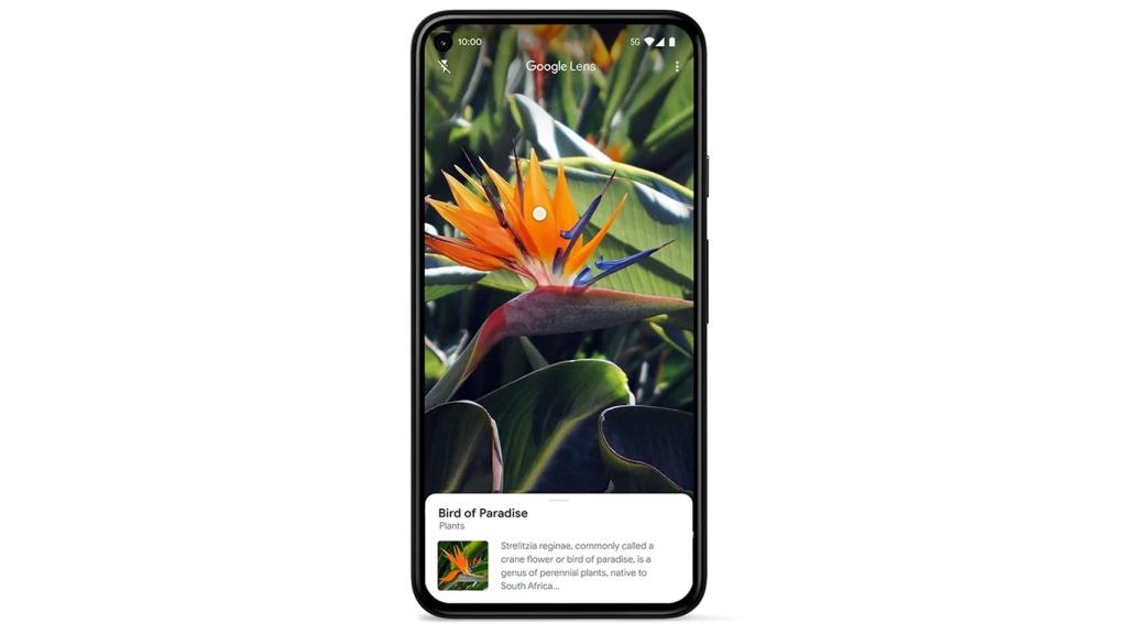 Plantas en Google Lens