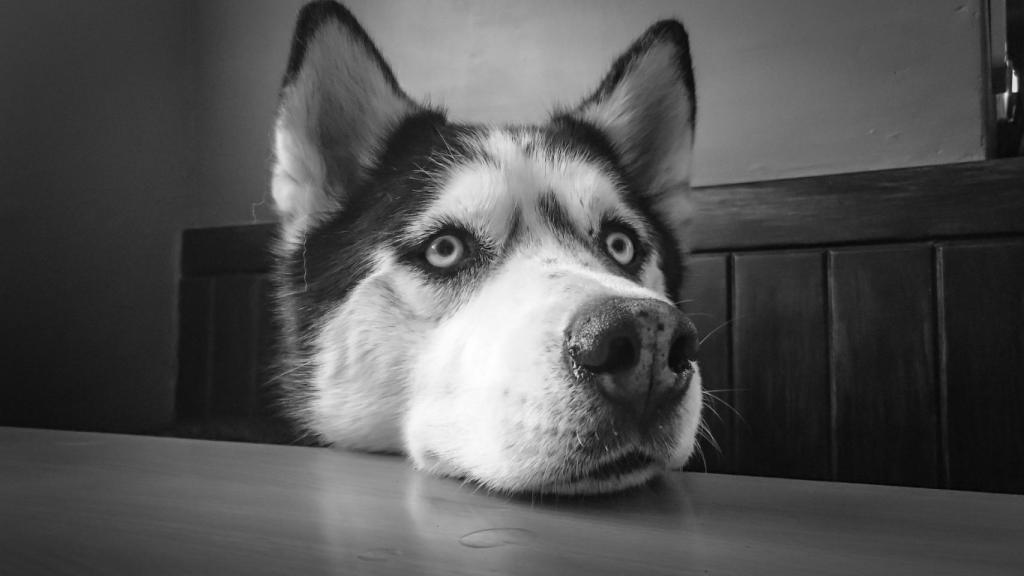 Husky