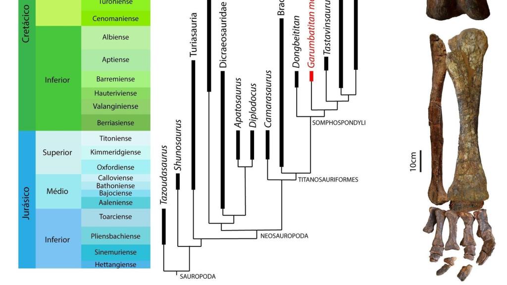 Taxonomía de la especie de dinosaurio 'saurópodos'. EE