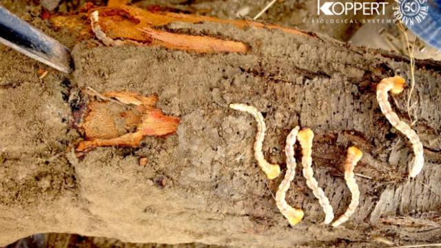 Gusano cabezudo. Foto: Koppert.