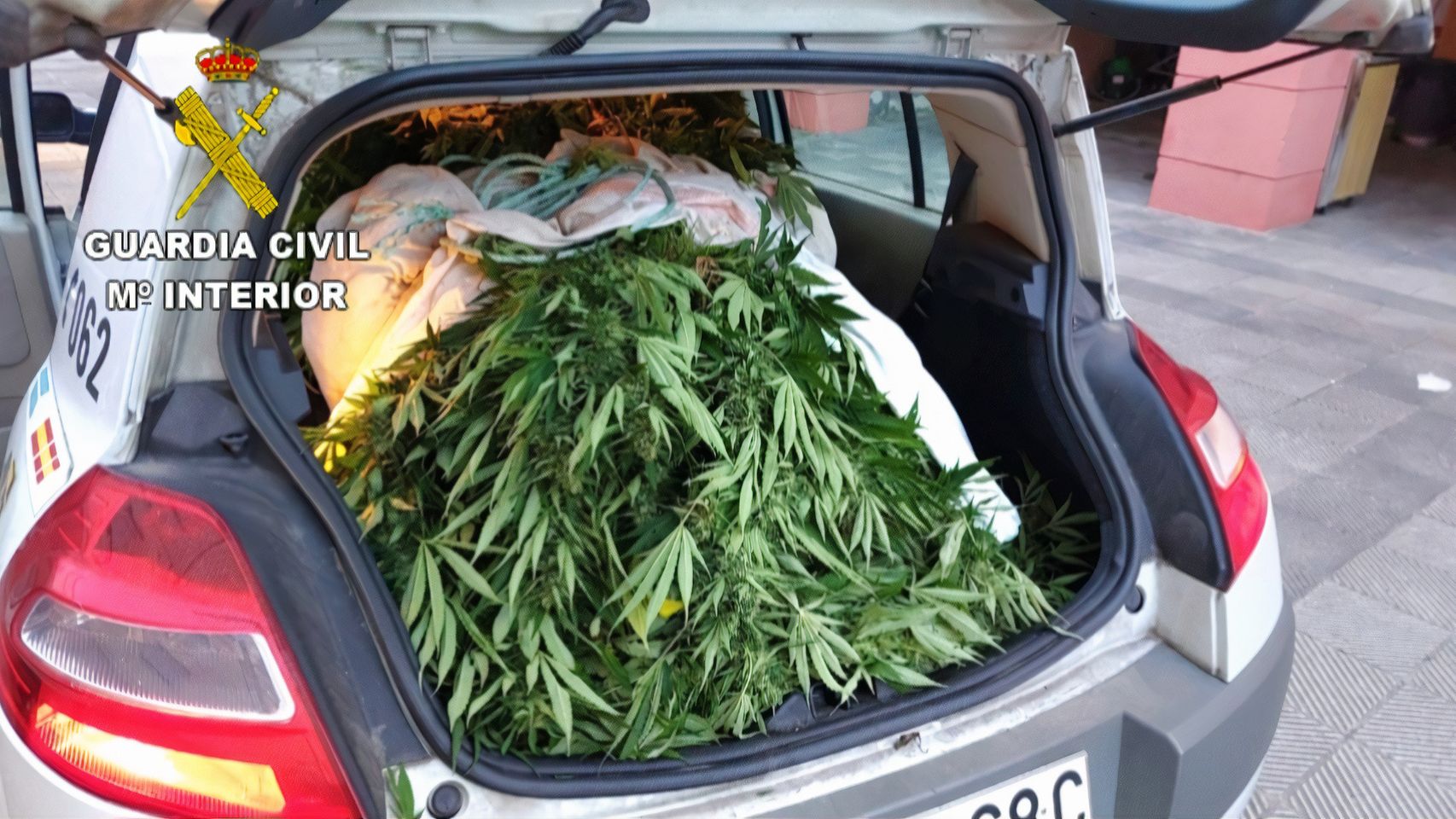 Plantas de marihuana incautadas en Cangas do Morrazo.