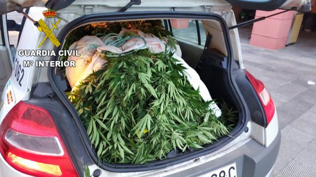 Plantas de marihuana incautadas en Cangas do Morrazo.