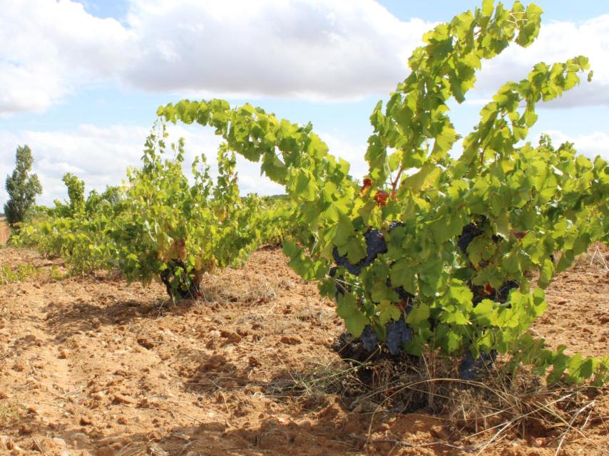 Mezcla de variedades en viñedo viejo zamorano