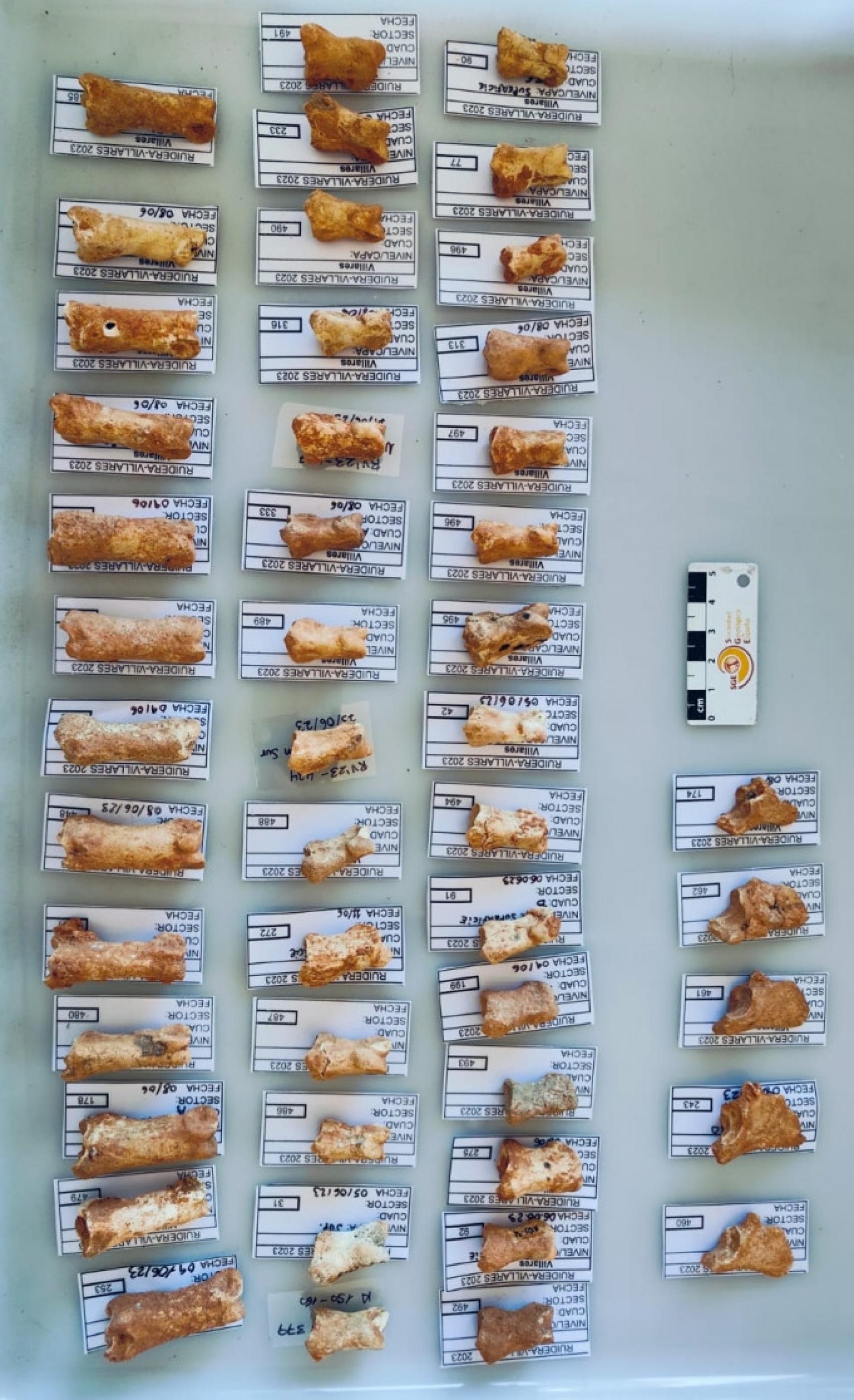 Algunos de los fósiles hallados.