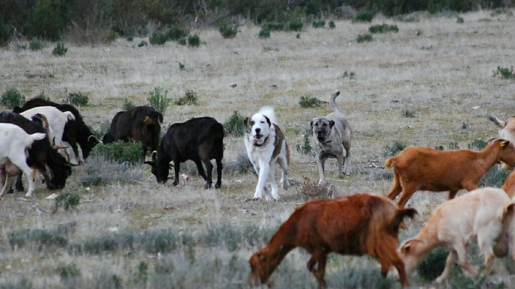 Mastines de Entrelobas cuidando del rebaño de cabras.
