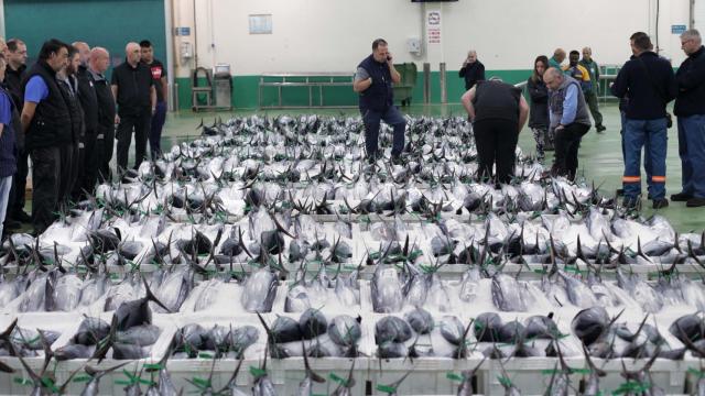 Bonito en la lonja de Burela, Lugo.