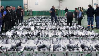 Bonito en la lonja de Burela, Lugo.