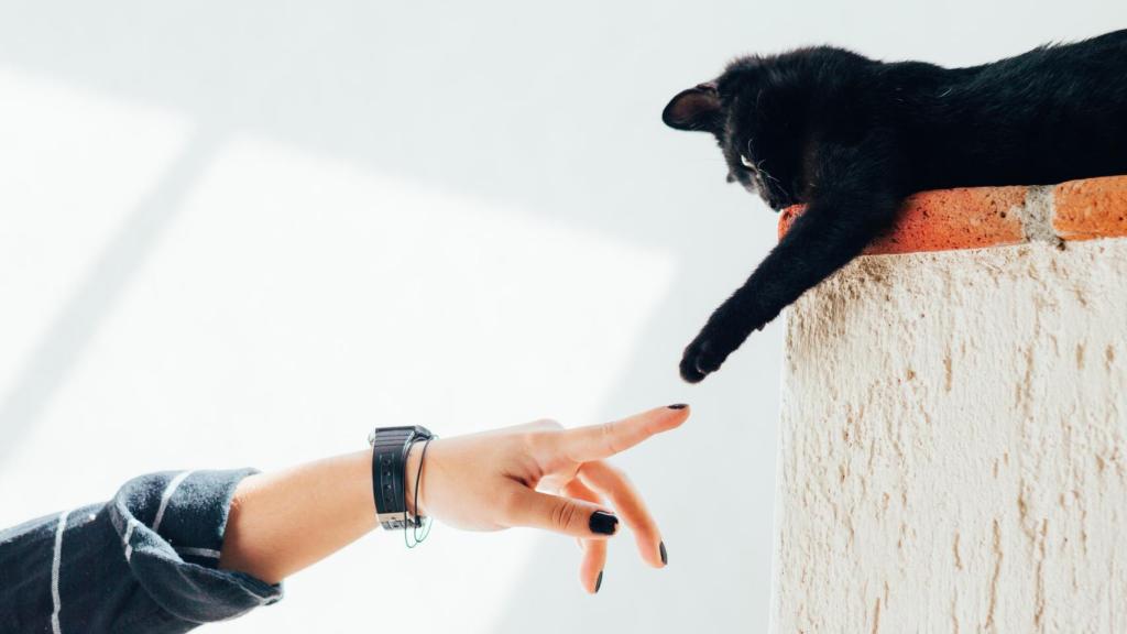 Un gato como un miembro más de la familia.