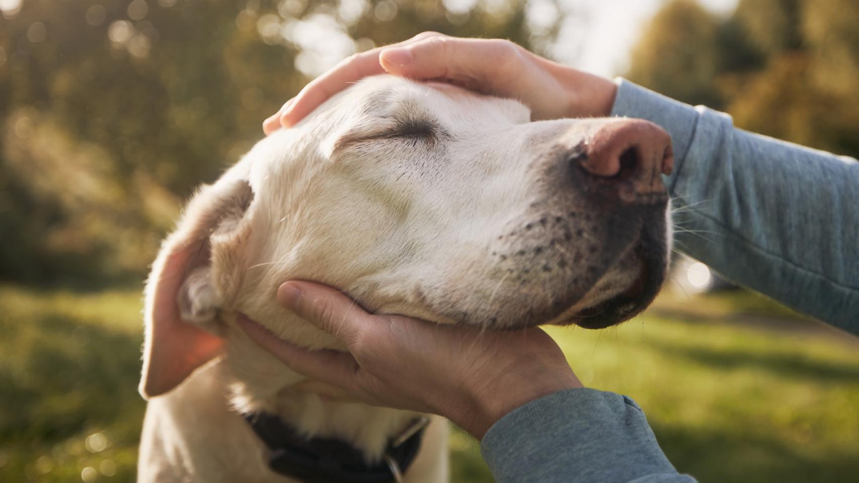 Entra en vigor la nueva ley de bienestar animal: así será la normativa y las sanciones