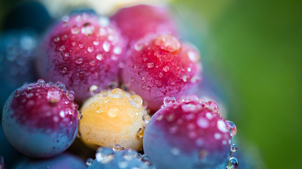 Caviar de uva de Blanca Ruth Ruiz