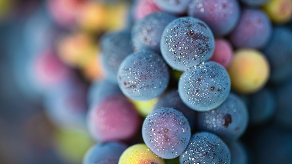 Uvas por doquier de Miguel Berzosa