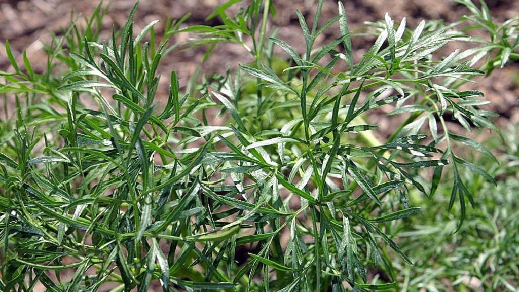 Por su olor, a la planta de la que se extrae la asafétida, se le conoce como “estiércol del diablo”.