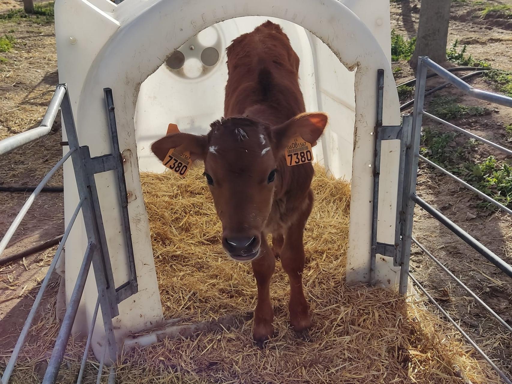 Imagen de un ternero de Granja Conchita (La Cistérniga, Valladolid).