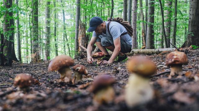 Conoce el mejor lugar de la Comunidad de Madrid para recoger setas.