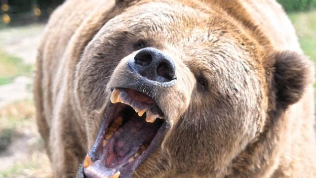 Imagen de archivo de un oso grizzly