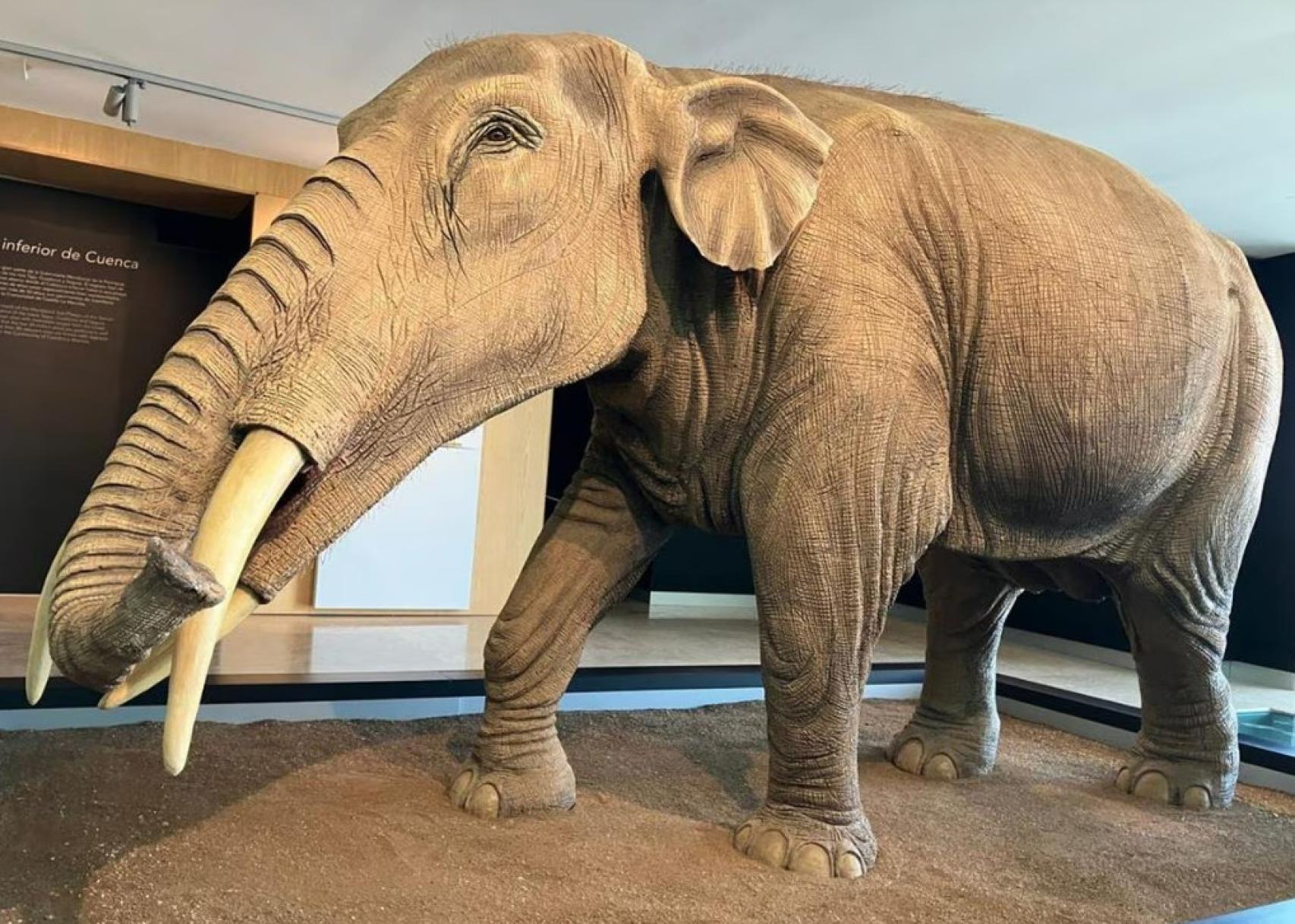 Recreación de 'Gomphotherium angustidens' expuesta en el Museo Paleontológico de Castilla-La Mancha.