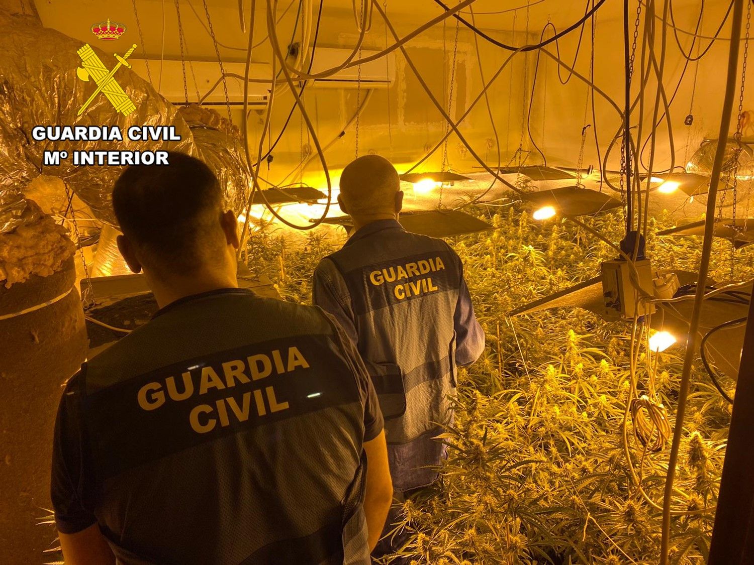 Plantación de marihuana desmantelada en la provincia de Burgos