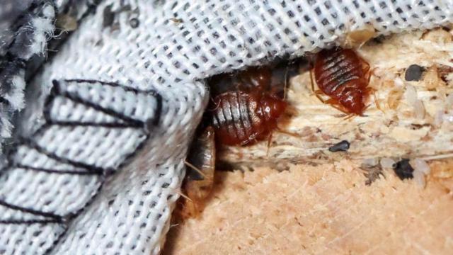 Chinches en las costuras de un sofá cama, en L'Hay-les-Roses, cerca de París, el pasado 29 de septiembre.