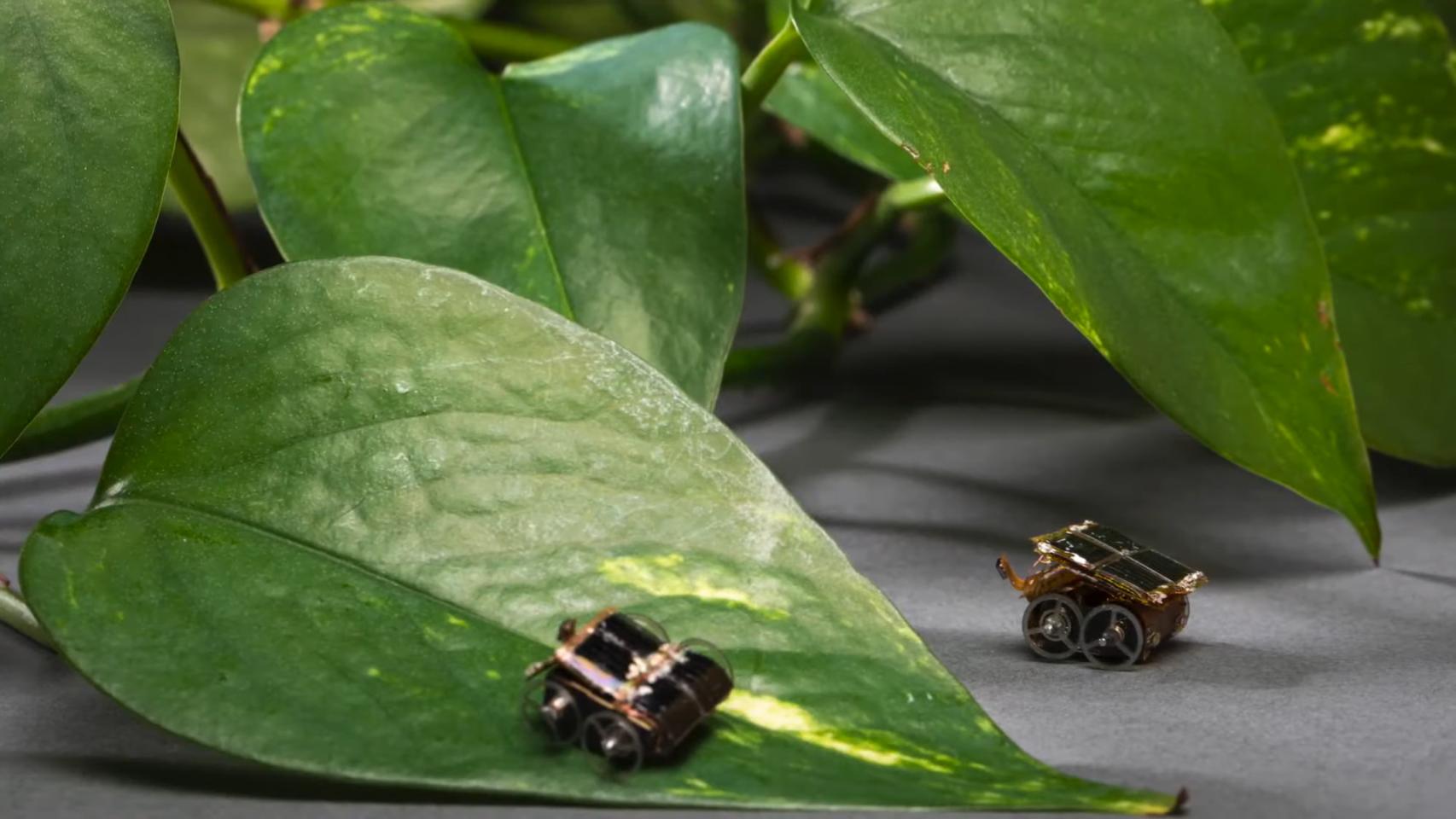Dos robots MilliMobile en el jardín