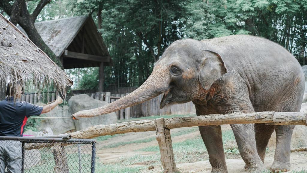 Un cuidador junto a un elefante en imagen de archivo.