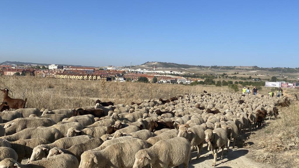 Trashumancia en Valladolid