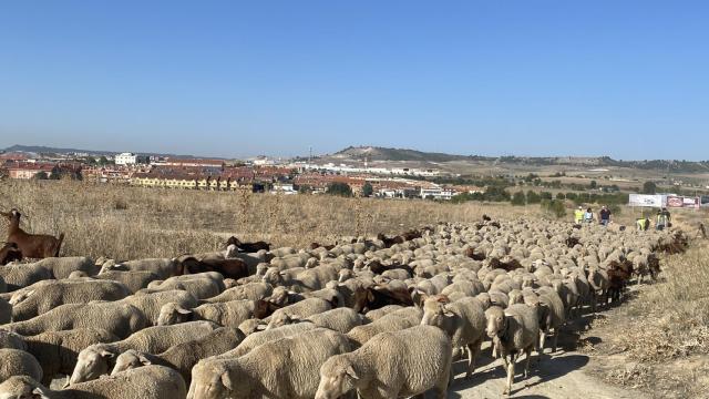 Trashumancia en Valladolid