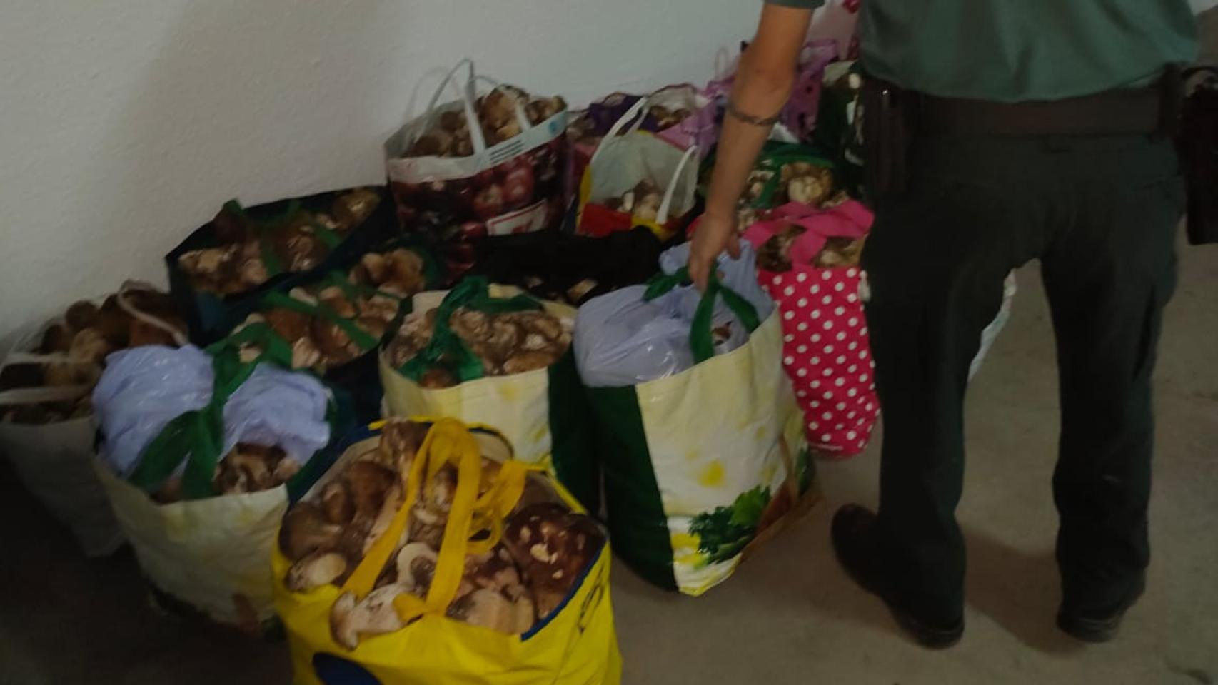 Boletus incautados por la Guardia Civil de Soria